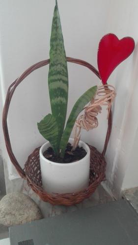 a plant in a basket with a heart on it at Lisbon Coast Flat in Quinta de Santo António