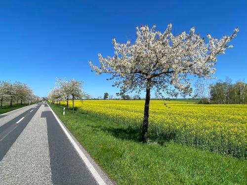 a tree on the side of a road next to a field of flowers at Ruhe Oase Steinhöfel - Balkon, Naturblick, Design-Maisonette-Apartment - nahe Fürstenwalde-Spree in Steinhöfel