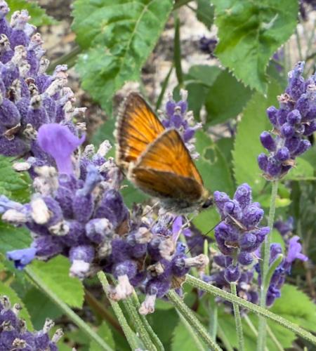 a butterfly is sitting on a purple flower at The Mill House in Berwick Saint James