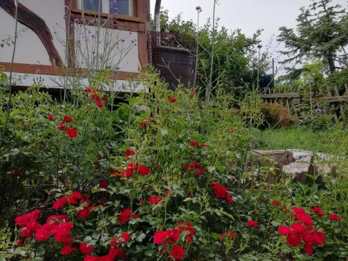 a garden with red flowers in front of a house at Ferienhaus am Kuhstall in Bad Münstereifel