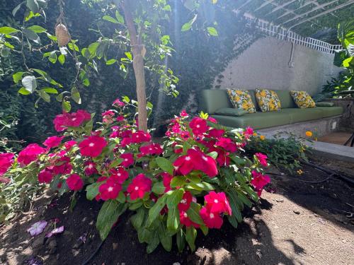 Zahrada ubytování Palme Suites