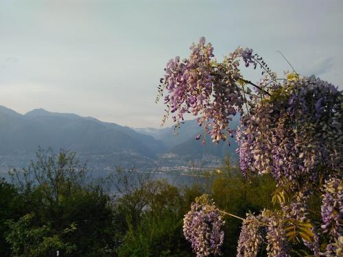 GambarognoにあるSun, fun & relaxation, the Ticino for you!の紫色の花束