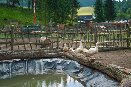 a group of ducks standing on logs in a zoo at Apartmány Ski Telgárt - Telgárt Resort in Telgárt