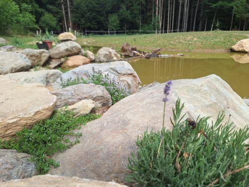 a bunch of rocks and a pond with a plant at Froschteichhäuschen in Spitzwiesen
