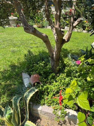 a tree in a garden with flowers and a statue at A casa di Alice in Orikum