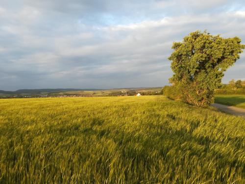 a tree in a field of grass with a road at Ferienwohnung am turm in Mellrichstadt