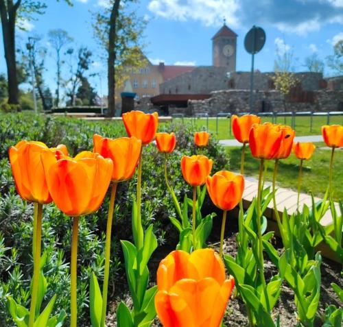 a group of orange tulips in a garden at Anders Home 1 Szczytno in Szczytno