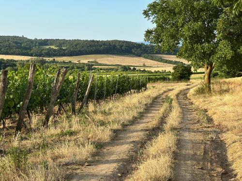 a dirt road in a field with a tree at Csipetnyi Chill Vendégház in Óbudavár