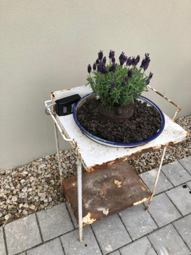 a table with a potted plant on top of it at Ländliche Fewo Wildblume, 4 km zum Stausee in Happurg