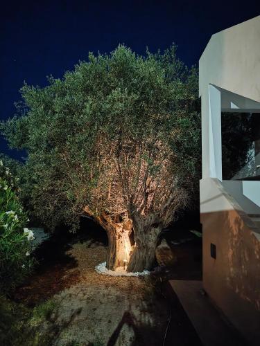 a large tree in front of a building at night at Hibiscus Green Appartments 1 in Afantou