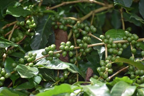 Gallery image of viDin estate stay in Jambur