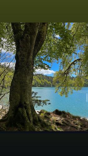 a large tree sitting next to a lake at Appartement Dans un village en Auvergne sancy in Égliseneuve-dʼEntraigues