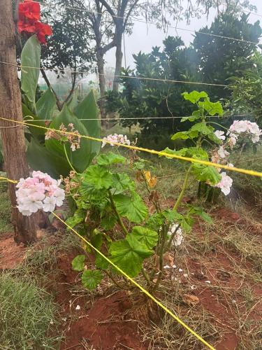 Gallery image of Elmadel Coffee Gardens 4Bed Rustic Wooden House in Machakos