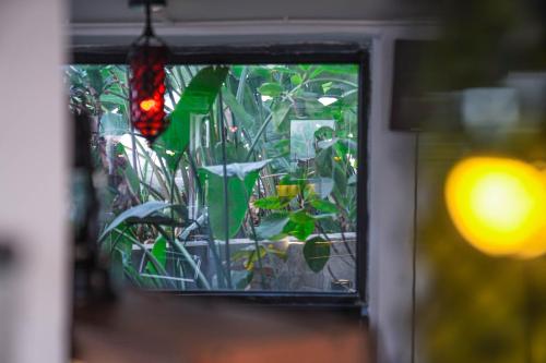 a window with a bunch of plants in it at Chengdu Local Tea Hostel - Short Walk To Taikooli - Chill & Social Coffee Lounge - Metro downstairs - Free Activities - Friendly English Speaking Staff - Tibet, Panda, Buddha & Snow Mountain Tours in Chengdu