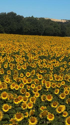 a large field of yellow sunflowers in a field at B&B Il Casale Del Ginepro in Migliano