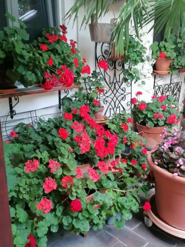a bunch of red flowers in pots on a wall at Apartments 135 in Vršac