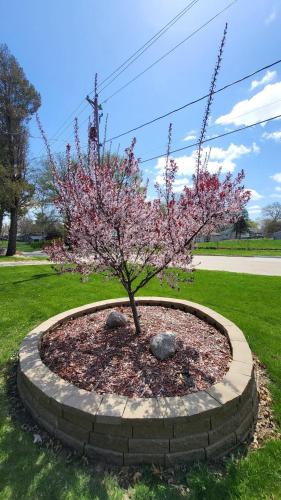 a tree with pink flowers in a stone circle at Urban Farmer House in Millman