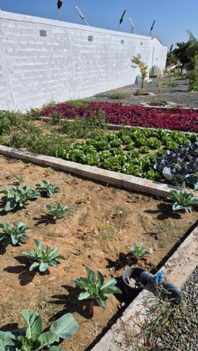 Jardin de l'établissement Farmhouse-Villa--فيلا-المزرعة