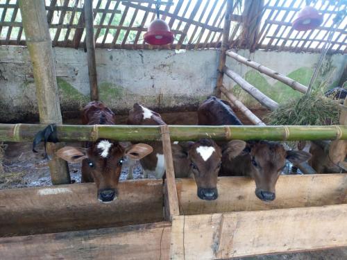 a group of cows eating hay in a barn at Hostal Las Hamacas , Entre Montañas y Luces in Villamaría