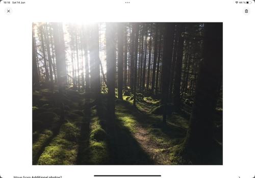a forest with the sun shining through the trees at Forest Hideaway With Scenic View in Fiskå