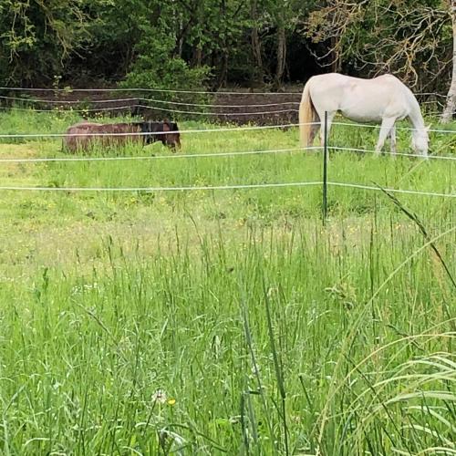 un cheval blanc broutant dans un champ derrière une clôture dans l'établissement l'Arche Enchantée, à Saint-Nicolas-de-la-Grave