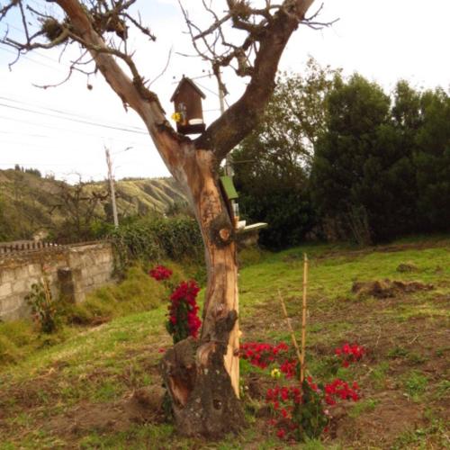 a tree with a bird house on top of it at Serravalle in Guano