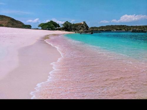 a beach with pink sand and the blue water at Rusde's Komodo Homestay in Pulau Komodo