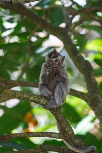 a small monkey sitting on top of a tree branch at Ananda Bungalow Tetebatu in Tetebatu