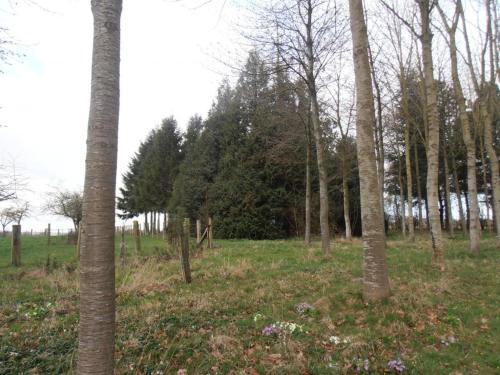 a group of trees in a field with grass and flowers at Maison de charme avec grand jardin, proche Haras du Pin, animaux acceptés, idéale pour familles - FR-1-497-5 in Saint-Pierre-la-Rivière
