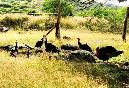 ゲストハウスの敷地内または近くにいる動物