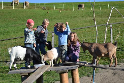 a group of children standing on a wooden platform with goats at Gasthaus Alpina in Tschappina