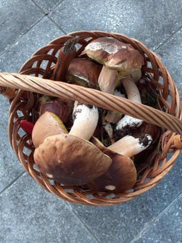 a basket full of mushrooms on the ground at Lakeside-Hideaway in Schenkendöbern