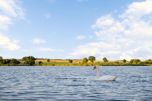 a white swan in the water on a lake at GUT KLETKAMP "Finkenhaus" - Idyllisch freistehendes Landhaus mit 3 Schlafzimmern und fantastischem Ausblick I 8 Personen I Offener Kamin I Garten I Wintergarten I Große Terrasse I Ruhig am Waldrand I Parkplätze I WLAN in Kletkamp