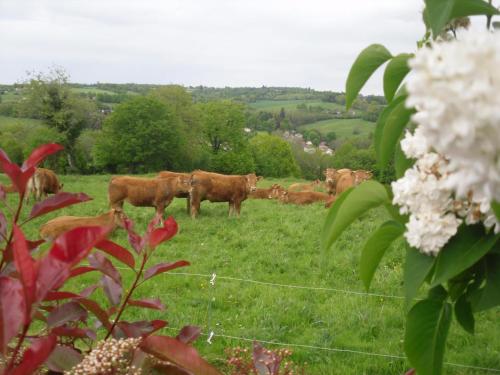 a herd of cows grazing in a field of grass at Cherveix in Solignac