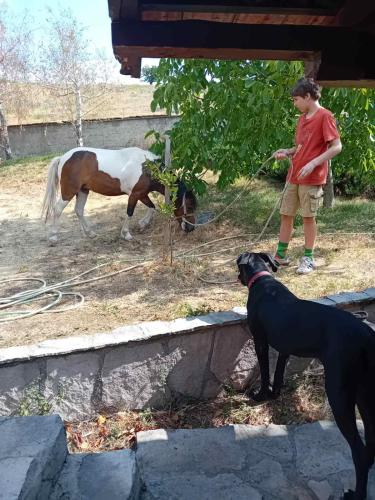 a boy and a dog standing next to a horse at Seosko domaćinstvo STAREVINA in Nikšić