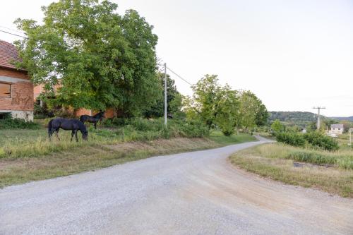 a horse grazing in the grass next to a road at Kozline Kordun in Veljun