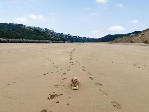 a small dog walking on the beach with a toy at Greycott - Uk48746 in Crantock