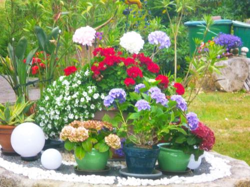 a group of flowers in pots on a table at An-der-Bastei-I-Mit-Garten 