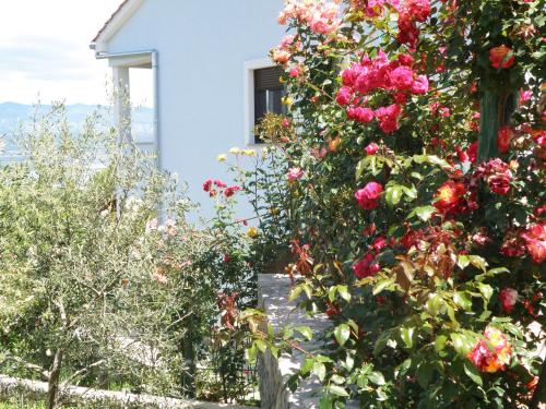 Villa Roze – Photos 2