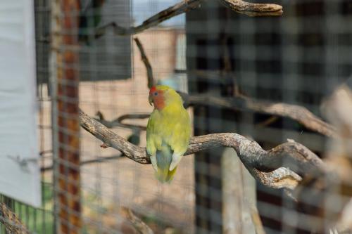 a yellow bird sitting on a tree branch at Kwetu Guest Farm in Swellendam