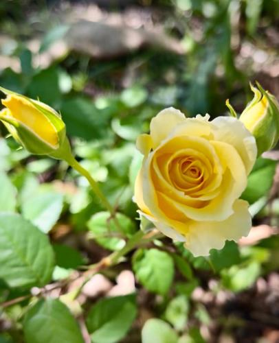 a yellow rose is growing on a plant at Casual comfort in Byron Shire in Mullumbimby