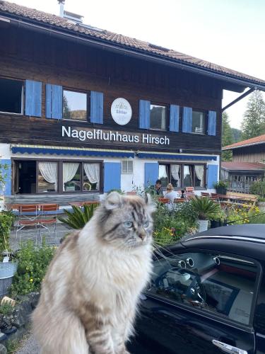 a cat sitting on the side of a car at Nagelfluhhaus Hirsch in Gunzesried