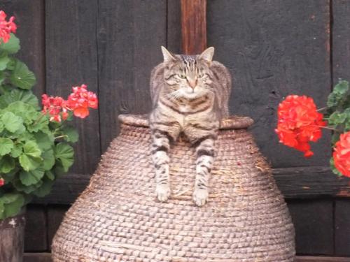 a cat sitting on top of a basket at Ferienwohnung Samahof in Stainz