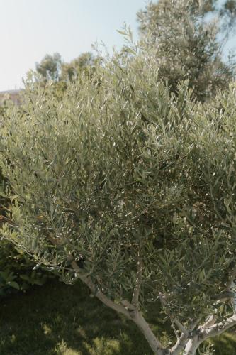 a tree with lots of leaves on top of it at Ollenia's Harmony Luxury Apartments in Derveni