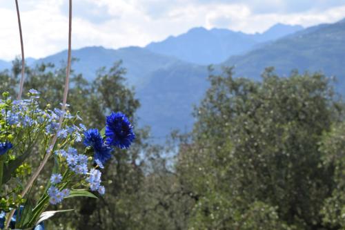 a bunch of blue flowers with mountains in the background at "CASABANA" - relax tutto l'anno - giardino - piscina Top in Malcesine