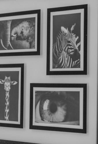 a group of pictures of animals on a wall at Charming house with garden, center of Puilboreau in Puilboreau