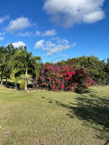 a bush with pink flowers in a park at Maison cosy à Saint-François avec piscine in Saint-François