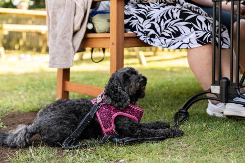 a black dog wearing a pink harness sitting on the grass at The Hampshire Hog in Clanfield