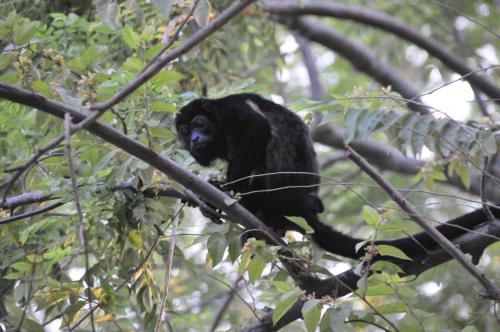 a black monkey sitting on a tree branch at Hotel El Velero in Playa Hermosa