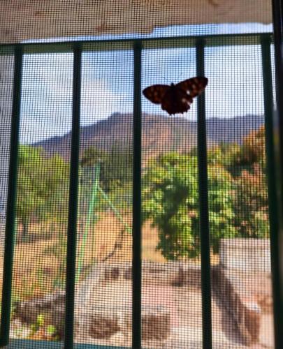 a butterfly is sitting on the fence of a window at Casa Nuestro Sueño in Tenteniguada